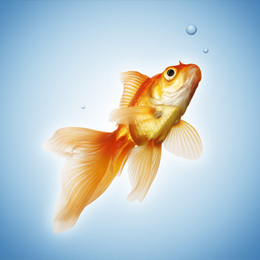 Sellos
de la categoría Peces
'
Sellos
de la categoría Peces
'