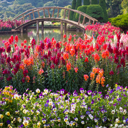 
Sellos





de la categoría Jardines

'