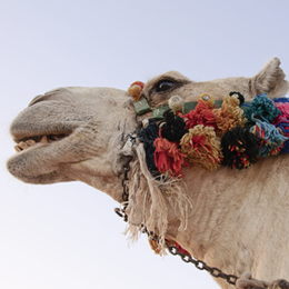 Sellos
de la categoría Camellos
'
Sellos
de la categoría Camellos
'