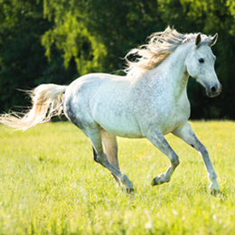 
Sellos





de la categoría Caballos

'