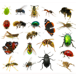 
Sellos





de la categoría Insectos

'