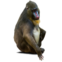 Sellos
de la categoría Monos
'
Sellos
de la categoría Monos
'