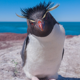 
Sellos





de la categoría Pinguinos

'