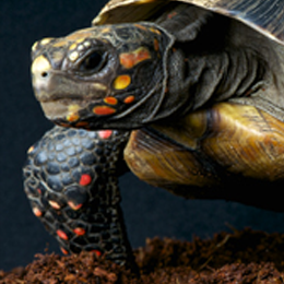 Sellos
de la categoría Tortugas
'
Sellos
de la categoría Tortugas
'