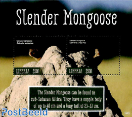 Slender Mongoose 2v m/s