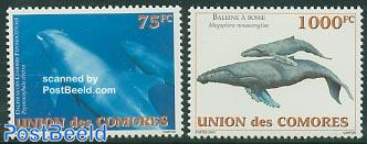 Whales & dolphins 2v