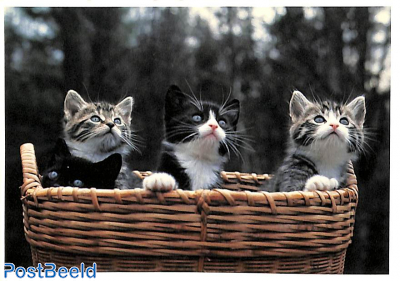 Kitten basket