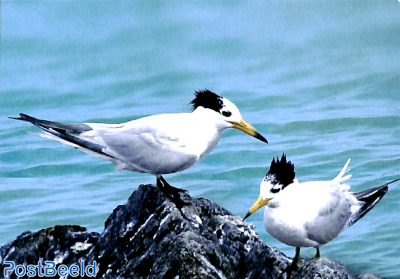 Chinese crested Tern