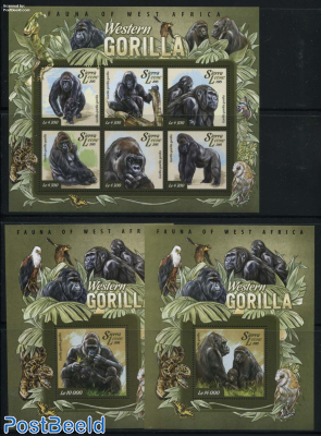 Western Gorilla 3 s/s