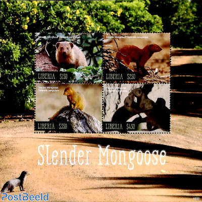 Slender Mongoose 4v m/s