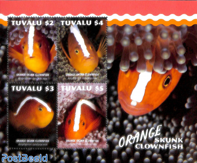 Skunk Clownfish 4v m/s